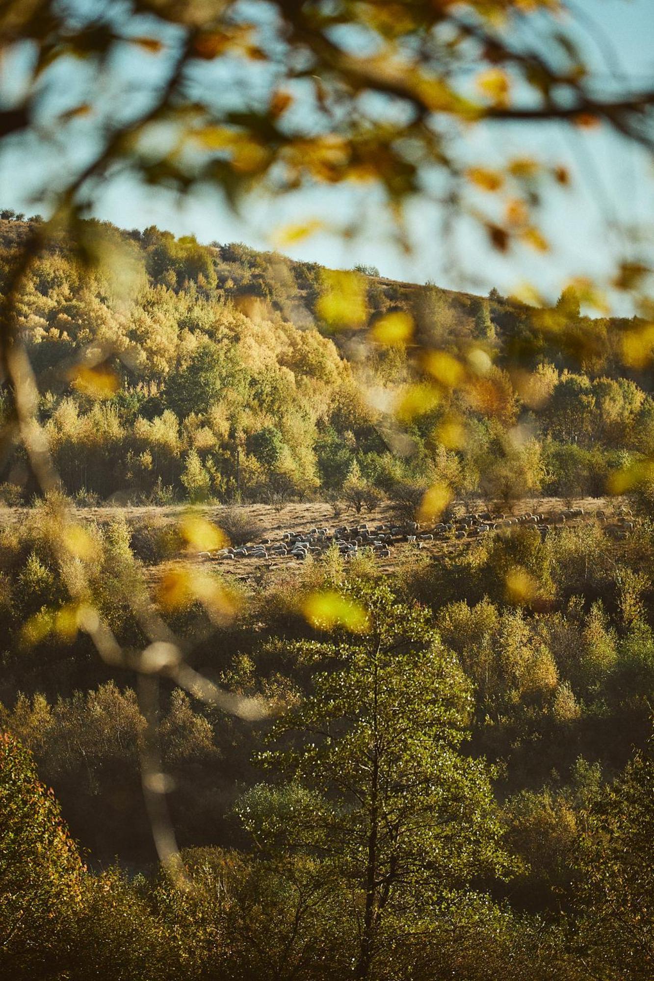 Scandinave Chalet Bran Zărneşti Exteriér fotografie
